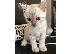 PoulaTo: Bengal Kittens